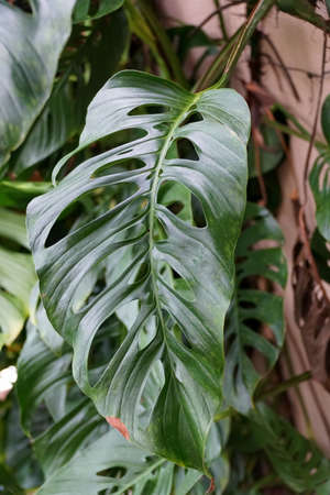 Close up of a large green leaf of Monstera Esqueleto, a climbing tropical plantの写真素材