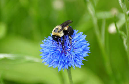 Close-up of a bee pollinating a beautiful blue Bachelor's Button flowerの写真素材