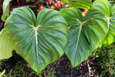 The big green leaves of Philodendron Dean McDowellの写真素材