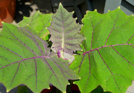 Beautiful green and purple pattern on the leaves of Quito-Orangeの写真素材