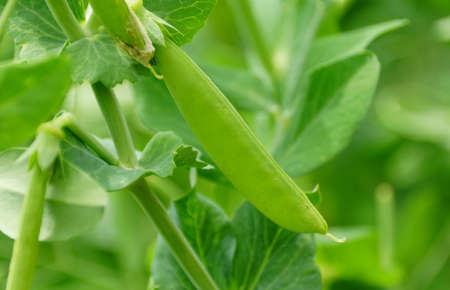 Close up of the Snap Peas 'Sugar Anne', a climbing vegetableの写真素材
