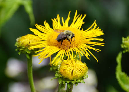 Close-up of a bee pollinating a beautiful small sunflower