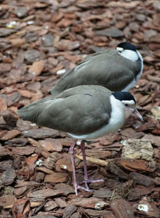 Two grey and white Masked Lapwing perching on the ground
