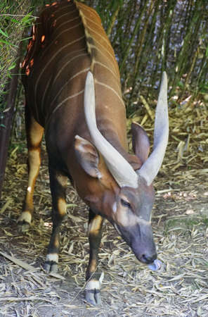 The shy and reclusive Bongo, one of the largest forest antelopes from Central Americaの写真素材