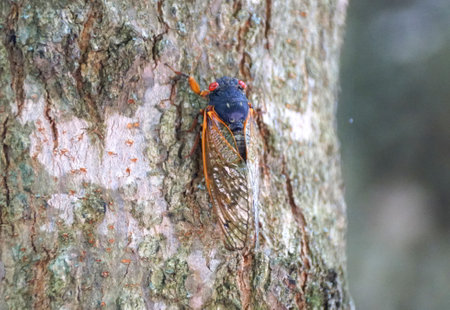 Close up of a cicadas with red wings on the tree