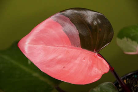 Beautiful bright pink and burgundy leaf of Philodendron Pink Princess, a popular houseplant