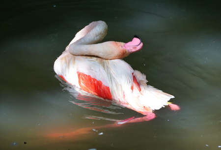 Close up of beautiful pink Caribbean flamingo scratching its feathers on the top of a pondの写真素材