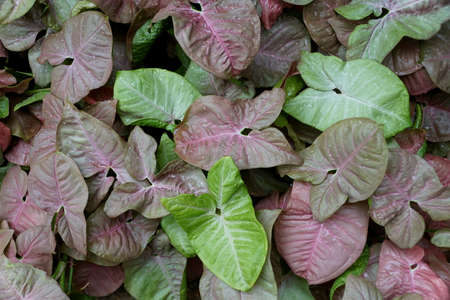 Green and light purple color of Syngonium Neon Robusta,also known as Arrowhead Vine plantの写真素材