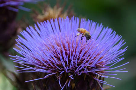 A bee pollinating a purple artichoke thistle,also known as globe artichoke