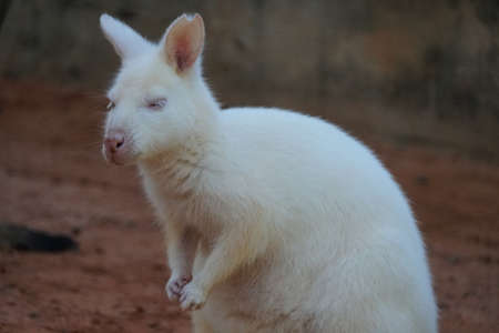 Close up of an albino kangaroo with pure white furの写真素材