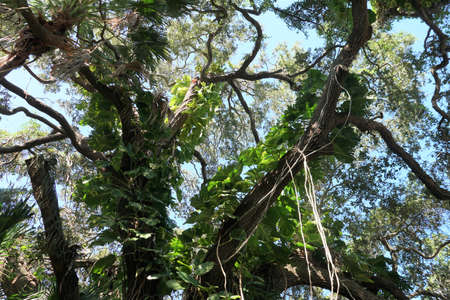 Giant Hawaiian Pothos climbing on top of a tree