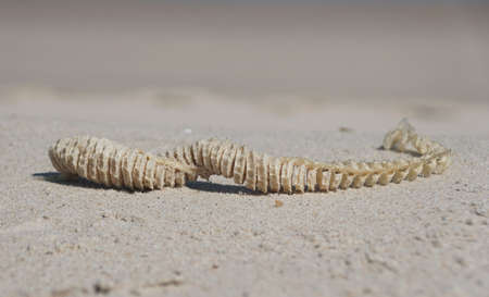 The egg casing of a whelk washed up on the beachの写真素材