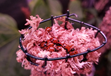 A group of ladybugs on top of a moss pole