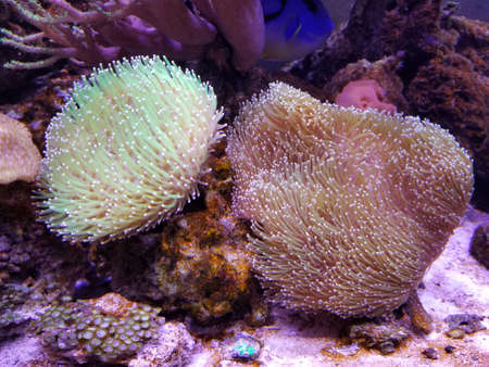 Devil's hand coral and toadstool leather coral reef inside an aquarium