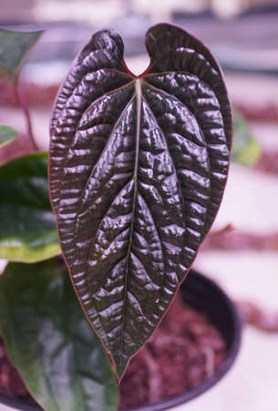 Beautiful dark and shiny leaf of Anthurium Radicans X Luxurians, a popular rare houseplantの写真素材