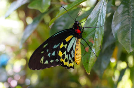 Beautiful yellow and light green Malachite butterfly, with scientific name Siproeta stelenes