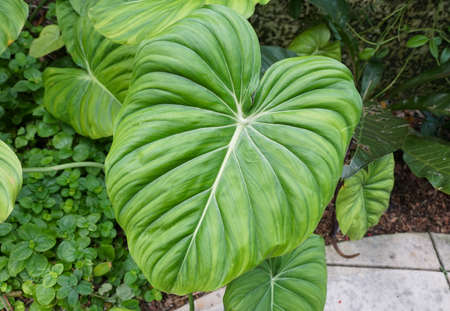 Close up of the mature and love-shaped green leaf of Philodendron Pastazanum