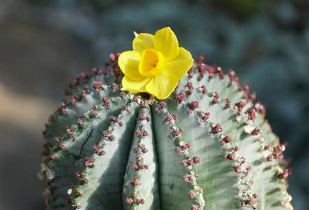 A tiny yellow flower on top of the pale green color of Spurge 'Snowflakes' cactus plant