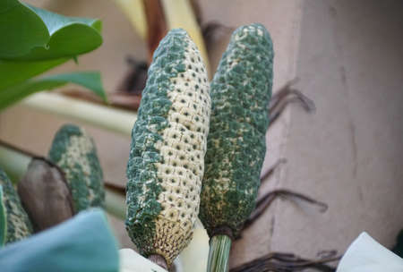 A variegated fruit of Monstera Deliciosa Alboの写真素材