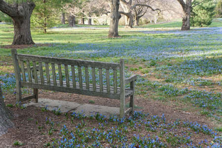 An empty chair overlooking the beautiful tiny blue Early Snow Glories blooming in the early Spring