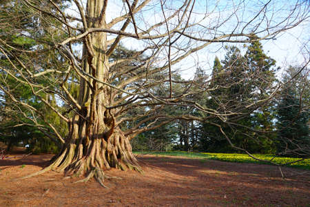 The unique bark of Dawn Redwood tree, also known as Metasequoia