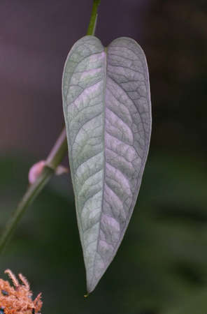 Close up of the green silvery leaves of Epipremnum Cebu Blue