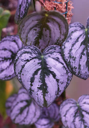 Close up of the green silvery leaves of Philodendron Brandtianum