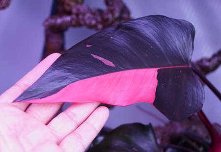 Beautiful pink and dark green variegated leaf of Philodendron Pink Princess, a rare and popular houseplantの写真素材