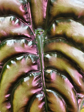 Close up of the shiny leaf of Alocasia Cuprea, a rare tropical plantの写真素材
