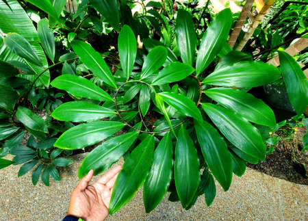 Beautifful unique green leaves of Spiral Ginger, also known as Costus Speciosusの写真素材