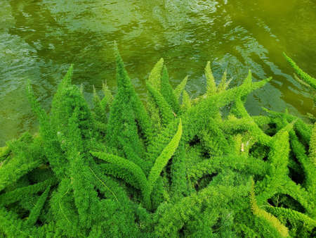 Beautiful green leaves of Asparagus fern growing by a pondの写真素材