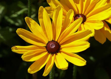The bright yellow of a beautiful Gloriosa Daisy 'Indian Summer' flower at full bloom