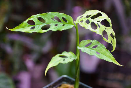 Beautiful leaves of Monstera Obliqua Peru, a rare and popular tropical plantの写真素材