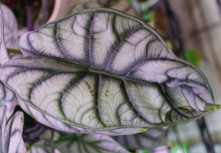 Beautiful leaf of Alocasia Dragon Scale Silver, a rare tropical plantの写真素材