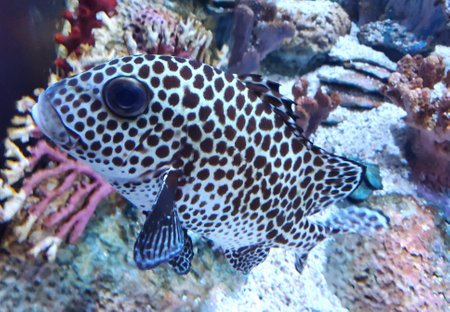 Close up of a black spotted grouper inside a fish tank