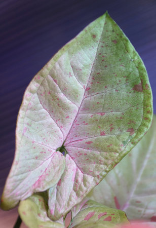 Beautiful variegated leaf of Syngonium Milk Confetti, a rare tropical plantの写真素材
