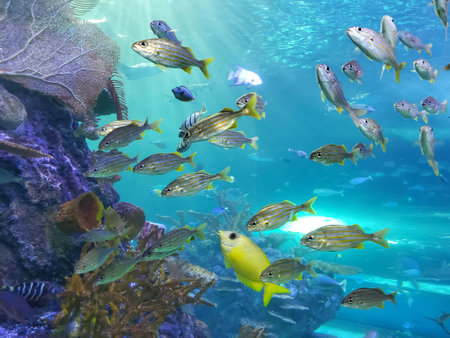 The bottom view of a school of fish inside a large aquariumの写真素材