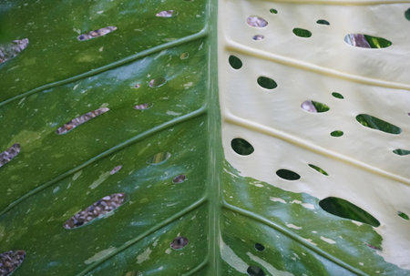 Close up of a big leaf of a variegated Monstera Deliciosa 'Swiss Cheese'