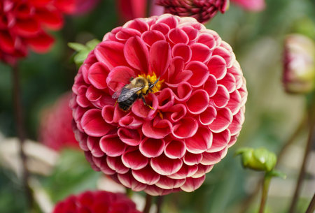 Close up of a bee pollinating a red laciniated Dahlia flower