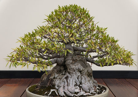 A beautiful and trained Willow Leaf Ficus bonsai tree with thick bark and tiny green leaves inside a ceramic potの写真素材