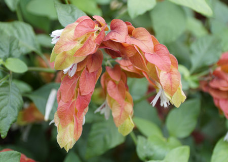 The unique shape and red flower of Shrimp plant with flowers that attracts hummingbirdsの写真素材