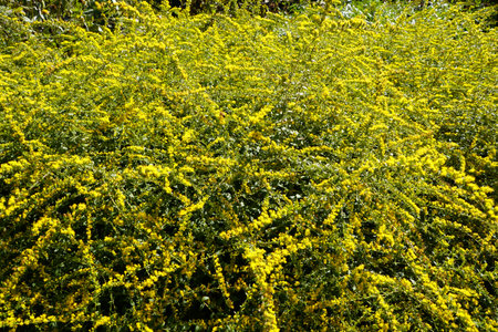 Beautiful tiny yellow flowers of Rough Goldenrod 'Fireworks', with scientific name Solidago Rugosa