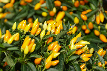 The bright yellow color of Ornamental Pepper 'Sedona Sun'の写真素材