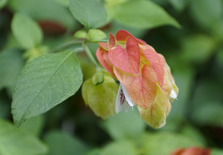 A unique shape and red flower of Shrimp plant with flowers that attracts hummingbirds