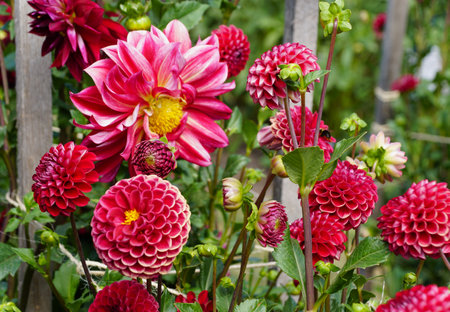 Beautiful red Dahlia flowers with stunning patterns and sizes at full bloomの写真素材