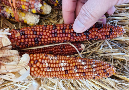 Holding the colorful, tiny and dried mini Indian corns for Fall decoration