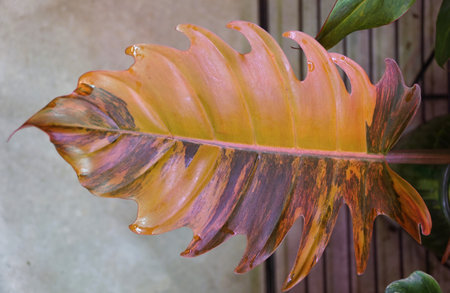 Stunning variegated leaf of Philodendron Caramel Marble, a rare tropical plant