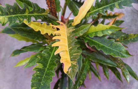 The variegated leaves of Philodendron Ring of Fire, a popular and rare houseplantの写真素材