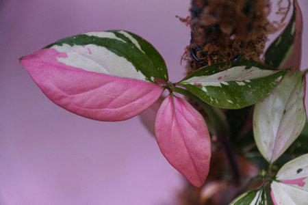 Stunning pink, white and green variegated leaves of Syngonium Red Spot Tricolor, a rare and popular tropical plantの写真素材