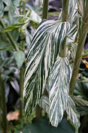 Closeup of the Ginger Lily 'Vanilla Ice' with white and green variegated leafの写真素材